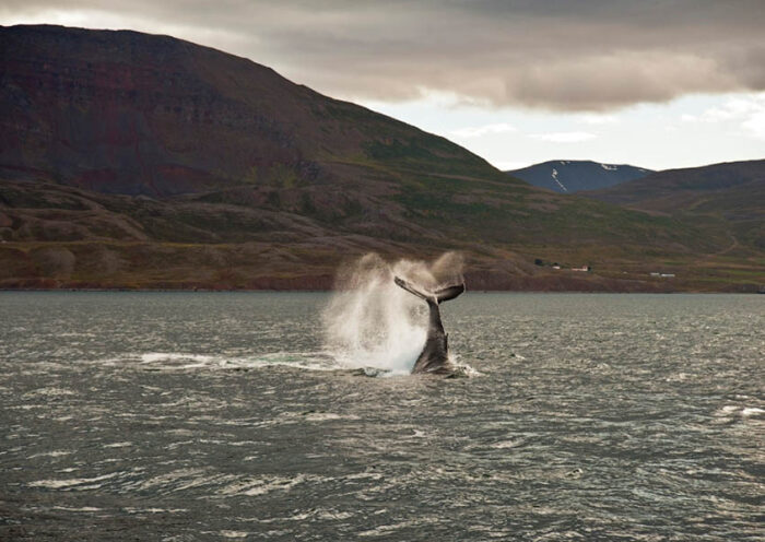 Фотоохота на китов